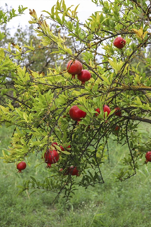 Mango Plants in Grow Up Genetics